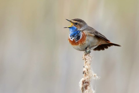 Bluethroat (Luscinia svecica cyanecula) male singing from cattail, Netherlands