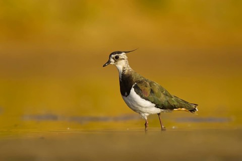 Northern Lapwing (Vanellus vanellus) female, North Rhine-Westphalia, Germany
