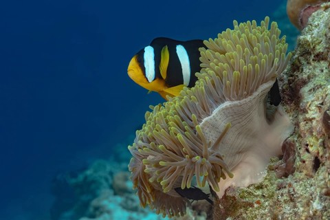 Clark's anemonefish swim gracefully around a magnificent sea anemone in the vibrant undersea world