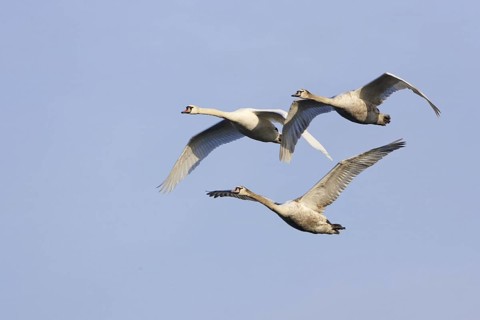 Mute Swan (Cygnus olor) juvenile flying, Berlin, Germany