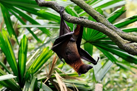 Kalong flying fox (Pteropus vampyrus), adult, climbing, in sleeping tree, during the day,