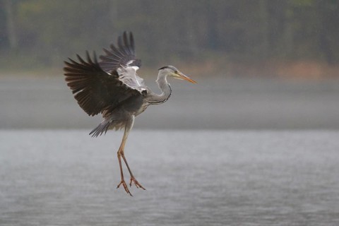 Grey Heron (Ardea cinerea) flying, Poland