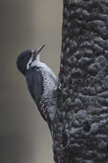 Black-backed Woodpecker (Picoides arcticus) female, Manitoba, Canada