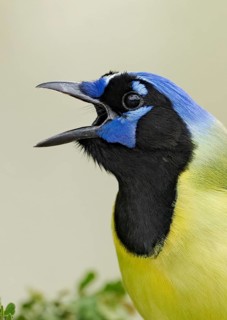 Green Jay (Cyanocorax luxuosus) calling, Texas, USA