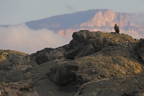 Eastern Imperial Eagle (Aquila heliaca), Oman