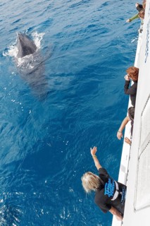 People on boat watching Humpback whale (Megaptera novaeangliae), Hervey Bay, Queensland, Australia