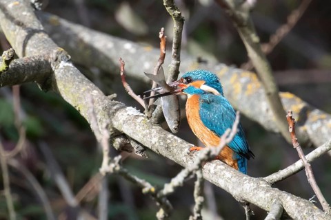 Vivid blue and orange kingfisher holds a freshly caught fish in its beak while perched on a tree