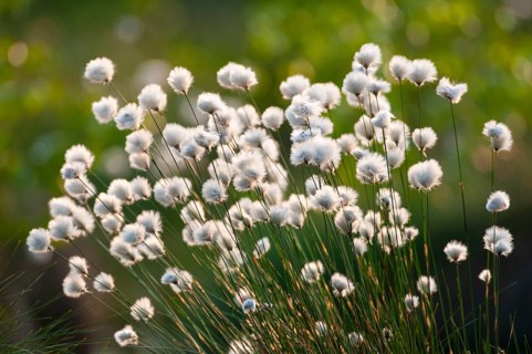Cottongrass, sheath cottongrass (Eriophorum vaginatum) in Goldenstedt Moor, Goldenstedt, Lower