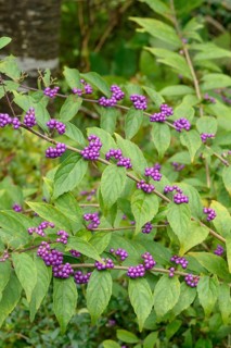 Fair fruit (Callicarpa dichotoma), Hakon Botanical Garden of Wetlands, Federal Republic of Germany