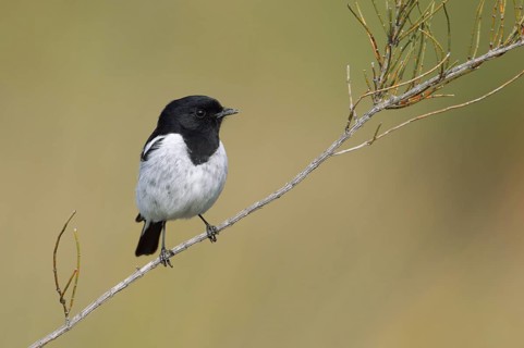 Hooded Robin (Melanodryas cucullata) male, Victoria, Australia