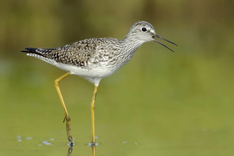 Lesser Yellowlegs (Tringa flavipes), Texas, USA