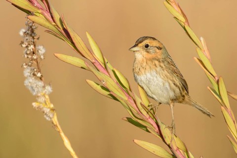 Nelson's Sparrow (Ammodramus nelsoni), Texas, USA