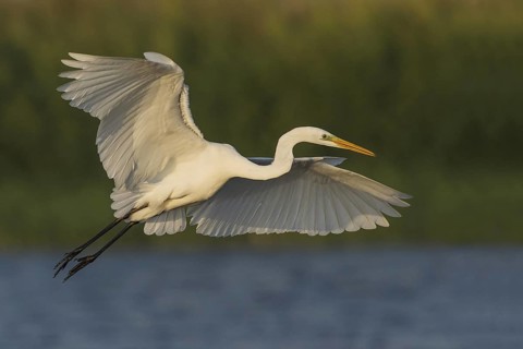 Great Egret (Ardea alba), Eilat, Israel