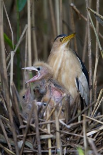 Little Bittern (Ixobrychus minutus) male at nest with chicks, Nizhegorodskaya, Russia