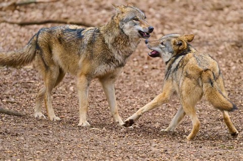 Two wolves facing each other, with slightly open mouths, in active playful interaction, Wolf (Canis