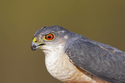 Japanese Sparrowhawk (Accipiter gularis sibiricus) male, Dornod Aimag, Mongolia