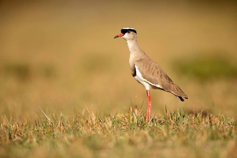 Crowned Lapwing (Vanellus coronatus), Lake Langano, Ethiopia