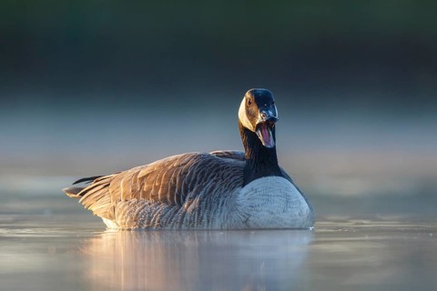 Canada Goose (Branta canadensis), North Rhine-Westphalia, Germany