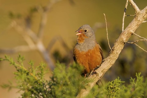 Cretzschmar's Bunting - Grauortolan - Emberiza caesia, Cyprus, adult male