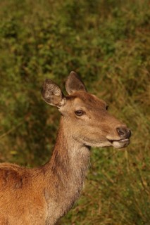 Red deer (Cervus elaphus) portrait of a female animal, Allgäu, Bavaria, Germany, Allgäu, Bavaria,