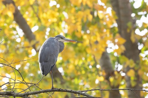 A heron perches gracefully on a branch, surrounded by vibrant autumn leaves. The sunlight filters