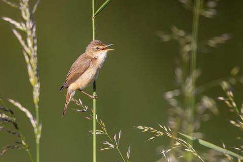 Marsh Warbler (Acrocephalus palustris) singing, North Rhine-Westphalia, Germany