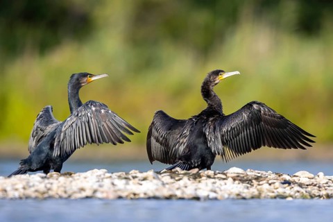 Great Cormorant (Phalacrocorax carbo), North Rhine-Westphalia, Germany