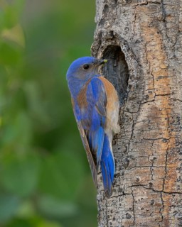 Western Bluebird (Sialia mexicana) at nest cavity in the Sierra Nevada mountains of California