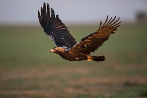 Iberian Eagle (Aquila adalberti), Spanish imperial eagle, Extremadura, Castilla La Mancha, Spain