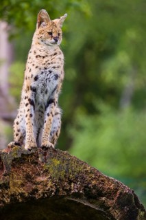 One male serval, Leptailurus serval, sits on a dead tree and looks into the camera. Green