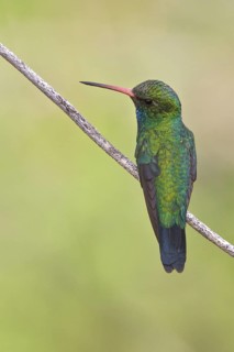 Glittering-bellied Emerald (Chlorostilbon aureoventris) perched on a branch in Bolivia, South