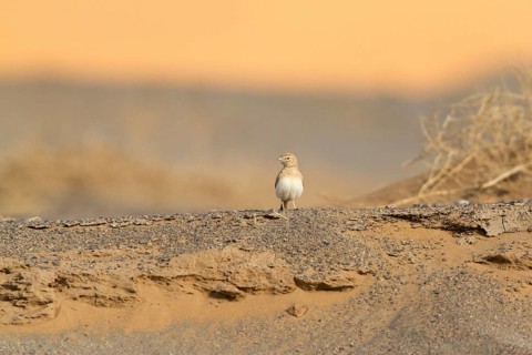 Bar-tailed Lark (Ammomanes cinctura), Morocco