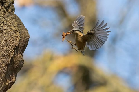 A nuthatch (Sitta europaea) with building material in its beak on the approach to its breeding den,