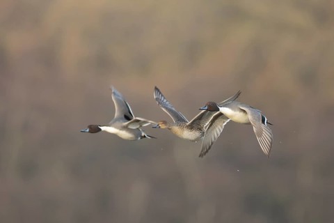 Northern pintail duck (Anas acuta) three adult ducks birds in flight, RSPB Minsmere nature reserve,