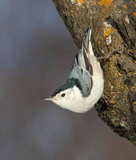 A White-breasted Nuthatch, Sitta carolinensis, climbs down a tree in Saskatoon, Saskatchewan