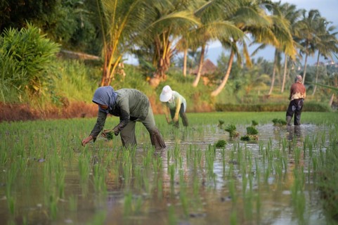 Farmers are engaged in planting rice in lush, water-filled fields of Indonesia. Surrounded by palm