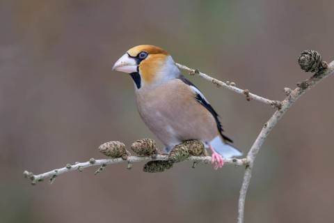 Hawfinch (Coccothraustes coccothraustes), male in winter on a larch branch with cones, Swabian Alb