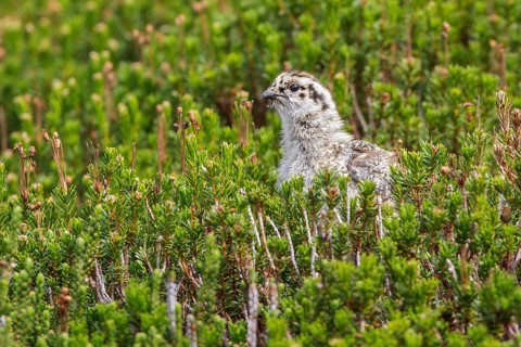 White-tailed Ptarmigan (Lagopus leucurus) in the alpine habitat of British Columbia, Canada