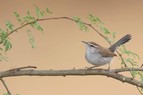 Bewick's Wren (Thryomanes bewickii), Texas, USA