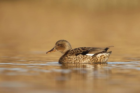 Gadwall (Mareca strepera), Utrecht, Netherlands