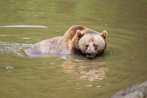 Eurasian brown bear (Ursus arctos arctos) in a little lake, Bavarian Forest, Bavaria, Germany