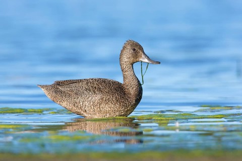 Freckled Duck (Stictonetta naevosa) female, Victoria, Australia