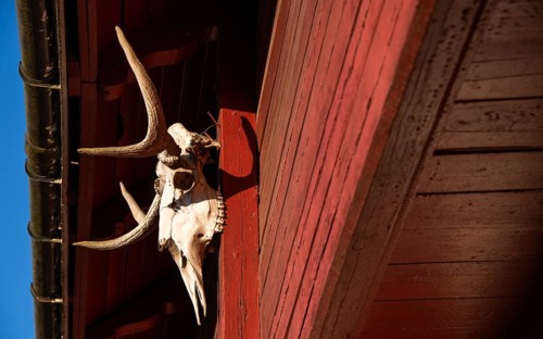 Elk skull with antlers as decorative element, falun red painted wooden construction, detail of