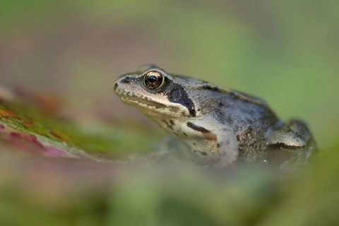 Common frog (Rana temporaria) adult amphibian in a garden on a fallen autumn leaf, Suffolk,