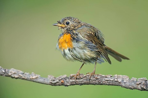 European Robin (Erithacus rubecula) perched on a branch, wet and ruffed up after bathing, Aosta