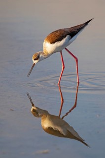 Black-winged Stilt (Himantopus himantopus) foraging, Albufeira, Spain