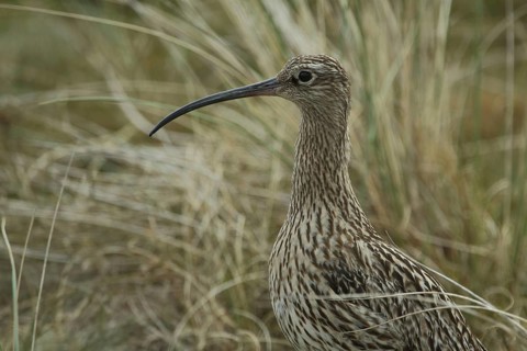 Portrait of the Eurasian curlew (Numenius arquata) in the Nationaal Park Duinen on Texel,