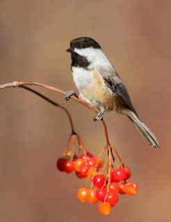 Black-capped Chickadee, Poecile atricapillus, perched on branch in Autumn at Pike Lake,