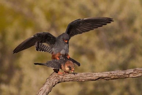 Red-footed Falcon (Falco vespertinus) pair mating, Subotica, Serbia