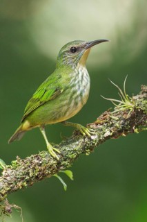 Shining Honeycreeper (Cyanerpes lucidus) perched on a branch in Costa Rica